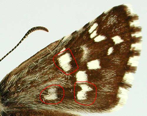 Pyrgus cirsii Pyrgus cirsii